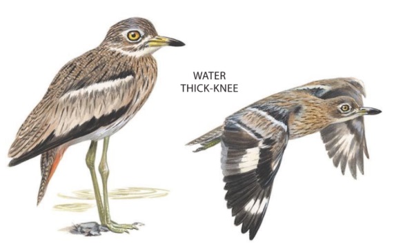 Water Thick-knee.jpg