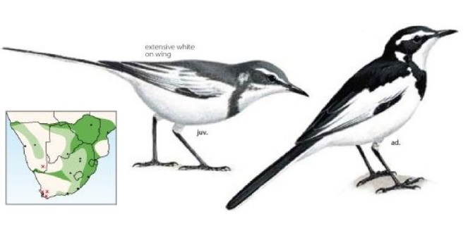 Motacilla aguimp.jpg