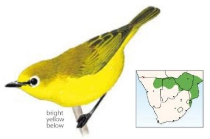 Zosterops senegalensis.jpg