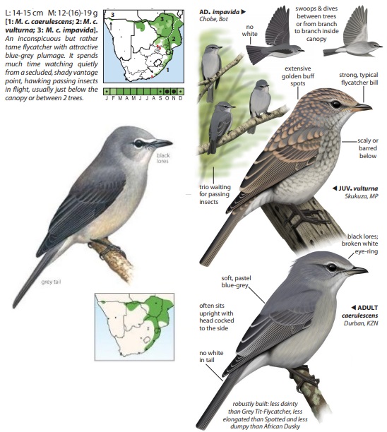 Ashy Flycatcher.jpg