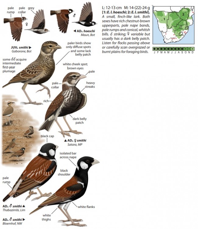 Chestnut-backed SparrowLark.jpg