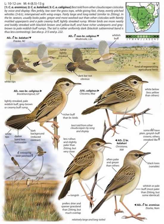 Desert Cisticola.jpg