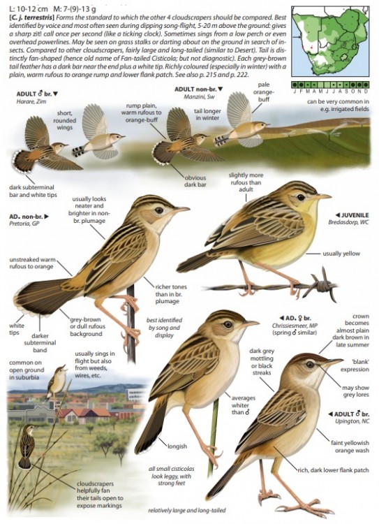 Zitting Cisticola.jpg