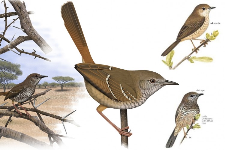 Barred Wren-warbler.jpg