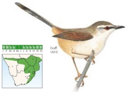 Tawny-flanked prinia - Wikipedia