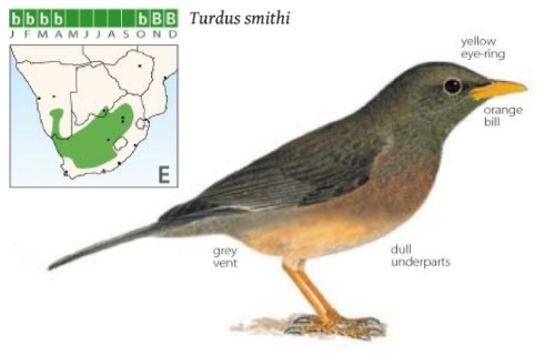 Karoo Thrush.jpg