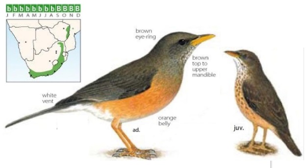 Kurrichane Thrush.jpg