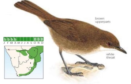 Terrestrial Brownbul Phyllastrephus terrestris.jpg