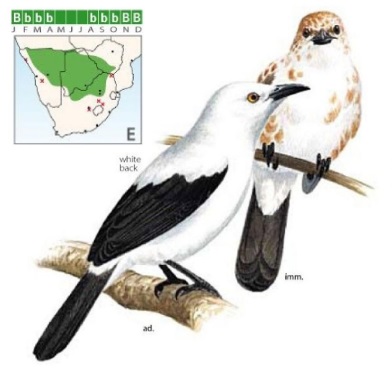 Southern Pied Babbler.jpg