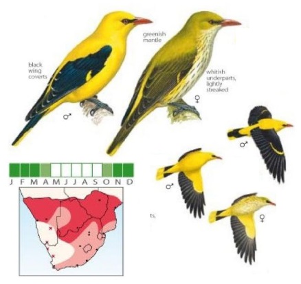 Eurasian Golden Oriole Oriolus oriolus.jpg