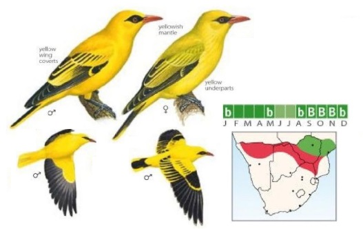 African Golden Oriole Oriolus auratus.jpg