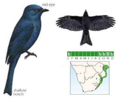 Square-tailed Drongo Dicrurus ludwigii.jpg