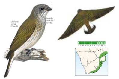 Scaly-throated Honeyguide Indicator variegatus.jpg