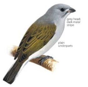 Lesser Honeyguide Indicator minor.jpg