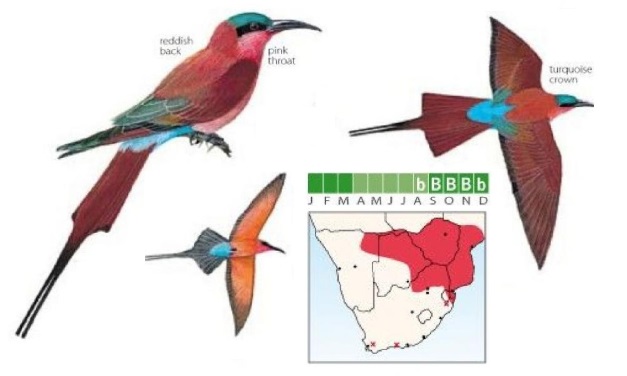 Southern Carmine Bee-eater.jpg