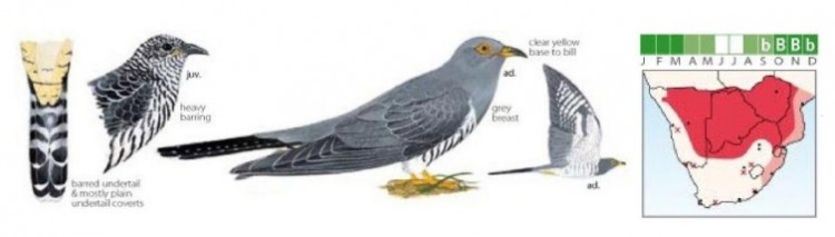 African Cuckoo.jpg