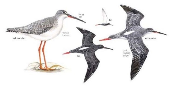 Spotted Redshank.jpg