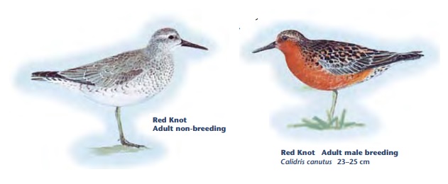 Red Knot.jpg
