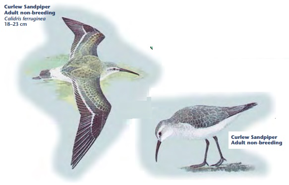 Curlew Sandpiper.jpg