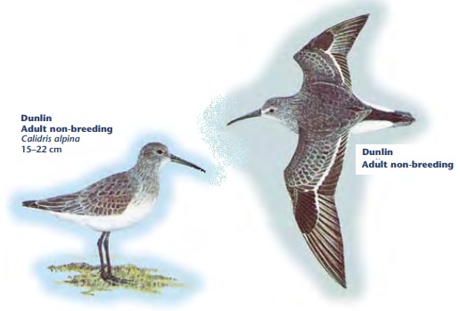 Dunlin.jpg