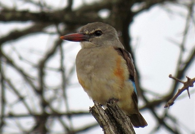 Grey-headed Kingfisher.JPG