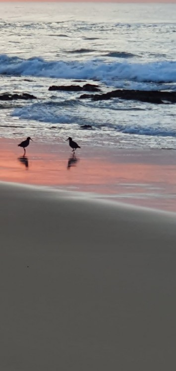 Oystercatchers.jpg