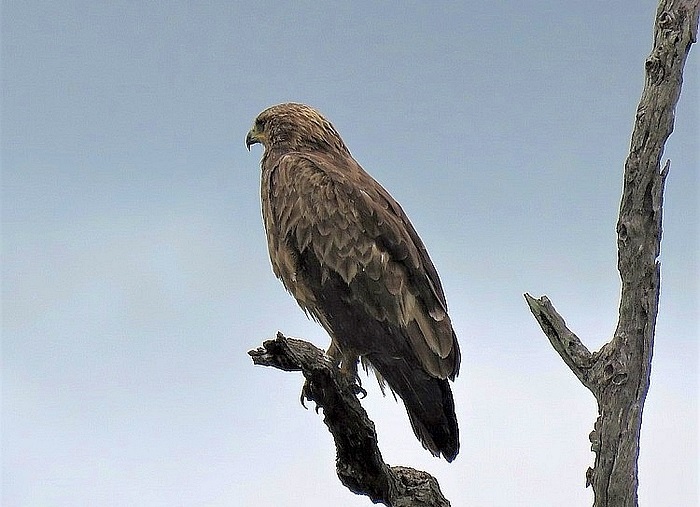 Lesser Spotted Eagle KNP.JPG