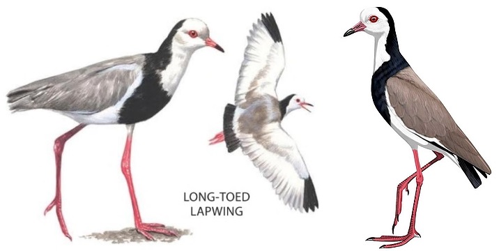 Long-toed Lapwing.JPG