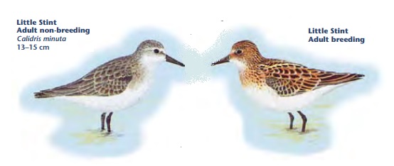 Little Stint.jpg