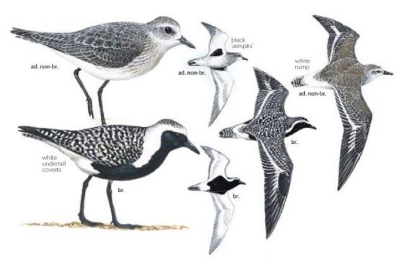 Grey Plover.jpg