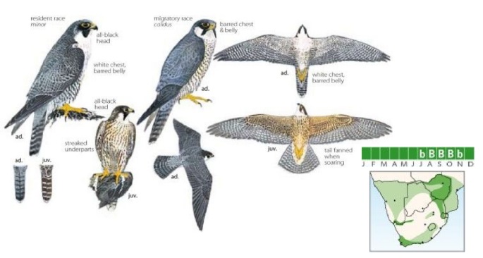 Peregrine Falcon Falco peregrinus.jpg