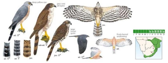 African Goshawk.jpg