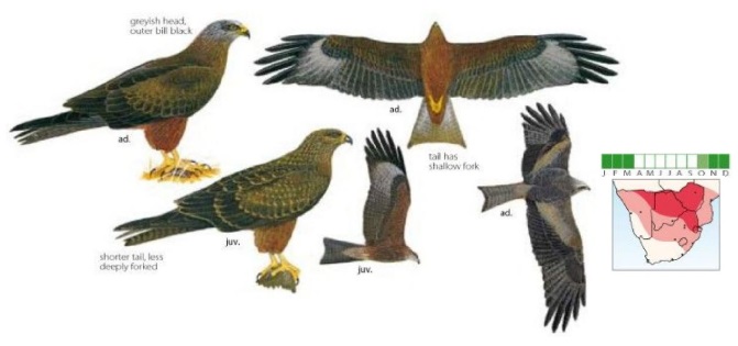 Black Kite Milvus migrans.jpg