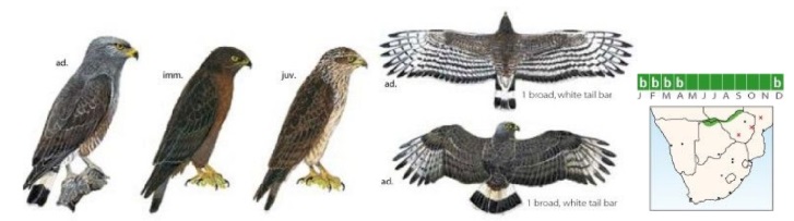 Western Banded Snake-eagle Circaetus cinerascens.jpg