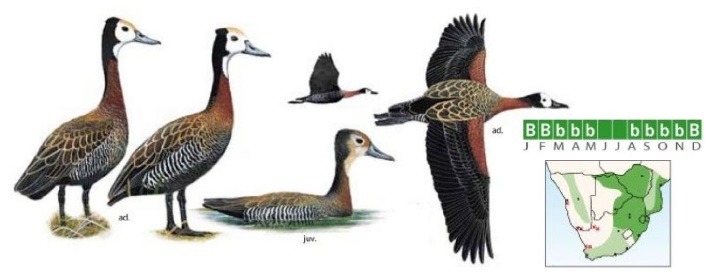 White-faced Duck Dendrocygna viduata.jpg