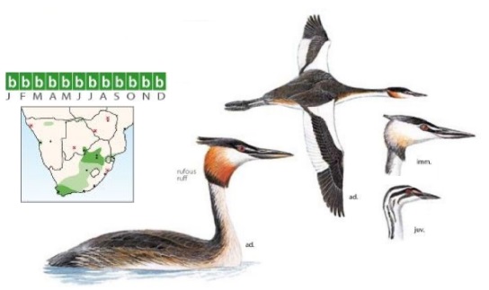 Great Crested Grebe Podiceps cristatus.jpg