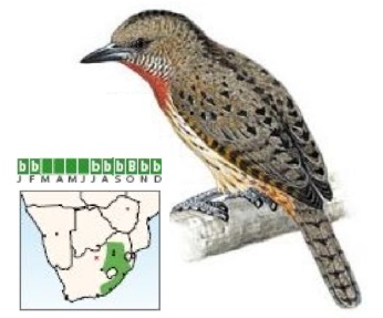 Red-throated Wryneck Jynx ruficollis.jpg