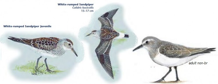 White-rumped Sandpiper.jpg