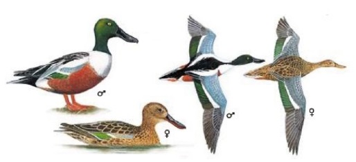 Northern Shoveler Anas clypeata.jpg