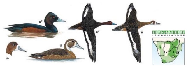 Southern Pochard Netta erythrophthalma.jpg