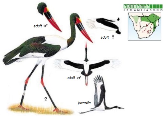 Saddle-billed Stork Ephippiorhynchus senegalensis.jpg