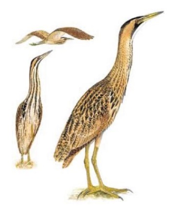 Eurasian Bittern Botaurus stellaris.jpg