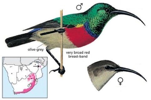 Greater Double-collared Sunbird Cinnyris afer.jpg