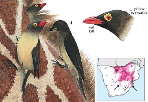 Red-billed Oxpecker Buphagus erythrorhynchus.jpg