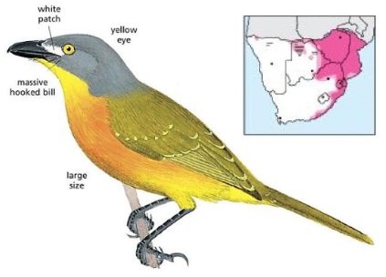 Grey-headed Bushshrike Malaconotus blanchoti.jpg