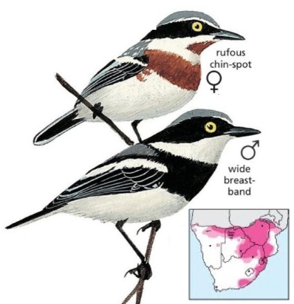 Chinspot Batis Batis molitor.jpg
