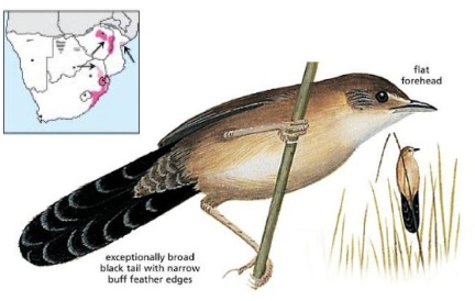 Fan-tailed Grassbird.jpg