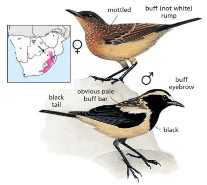 Buff-streaked Chat.jpg