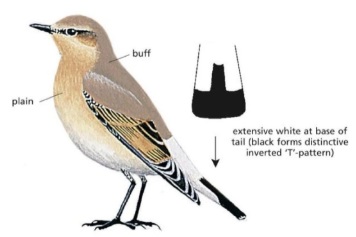 Northern Wheatear.jpg