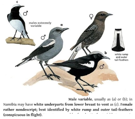 Mountain Wheatear.jpg